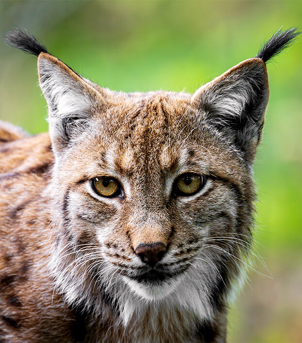 Abbildung Luchs