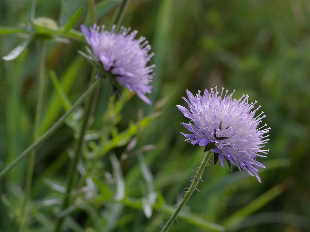 Acker-Witwenblume