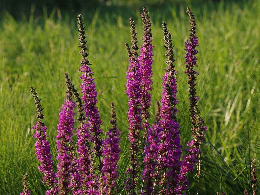 Gewöhnlicher Blutweiderich