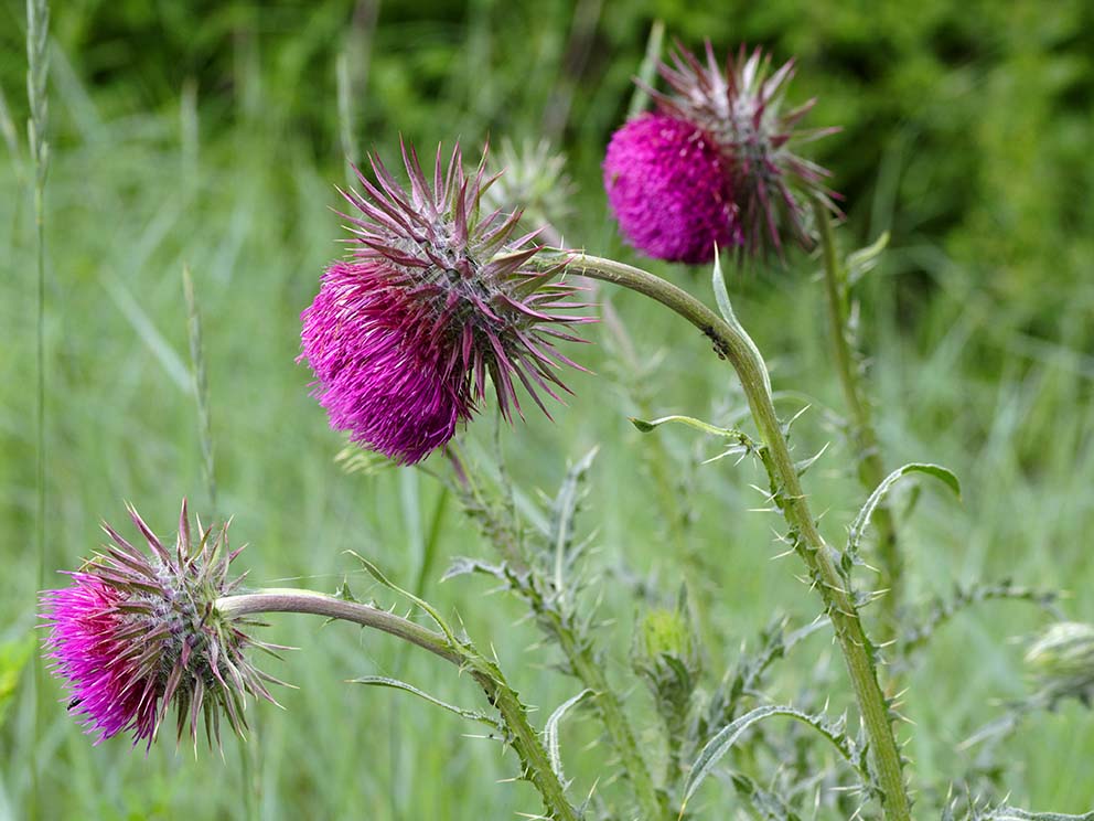 Nickende Distel